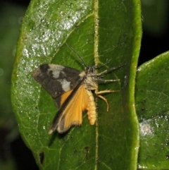 Anestia (genus) at Evatt, ACT - 17 Nov 2017