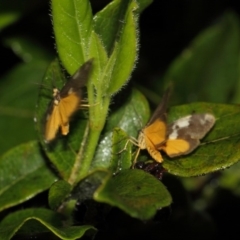 Anestia (genus) at Evatt, ACT - 17 Nov 2017 05:14 AM