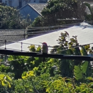 Merops ornatus at Peregian Beach, QLD - 21 Jul 2019