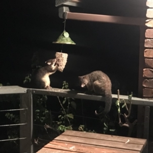 Trichosurus vulpecula at Doonan, QLD - 21 Feb 2019 07:36 PM