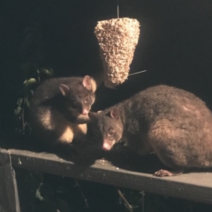 Trichosurus vulpecula at Doonan, QLD - 21 Feb 2019 07:36 PM