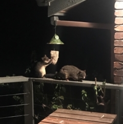 Trichosurus vulpecula at Doonan, QLD - 21 Feb 2019 07:36 PM