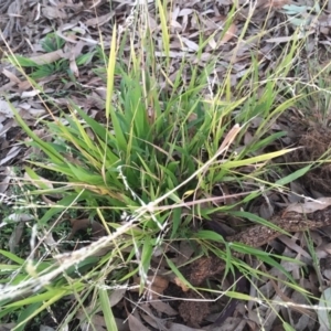 Ehrharta erecta at Griffith Woodland - 21 Jul 2019