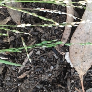 Ehrharta erecta at Griffith Woodland - 21 Jul 2019