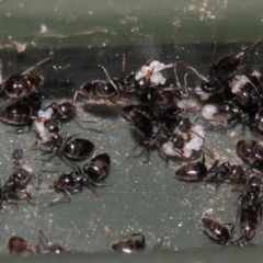 Technomyrmex sp. (genus) at Evatt, ACT - 19 Nov 2017