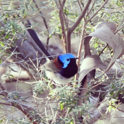 Malurus lamberti (Variegated Fairywren) at Noosa Heads, QLD - 20 Jul 2019 by Wildling