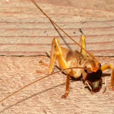 Gryllacrididae (family) (Unidentified Raspy Cricket) at Rosedale, NSW - 12 Jul 2019 by jbromilow50