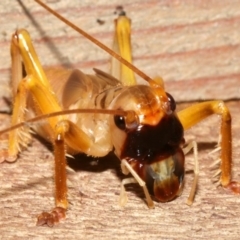 Gryllacrididae (family) at Rosedale, NSW - 12 Jul 2019 09:26 PM