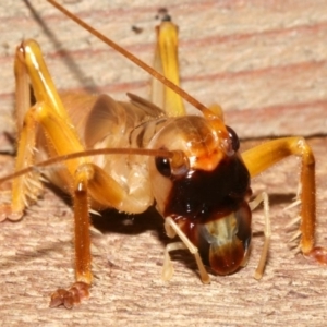 Gryllacrididae (family) at Rosedale, NSW - 12 Jul 2019