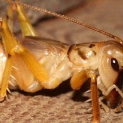 Gryllacrididae (family) at Rosedale, NSW - 12 Jul 2019 09:26 PM