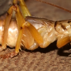 Gryllacrididae (family) at Rosedale, NSW - 12 Jul 2019 09:26 PM