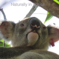 Phascolarctos cinereus (Koala) at Tewantin, QLD - 10 Mar 2019 by Wildling