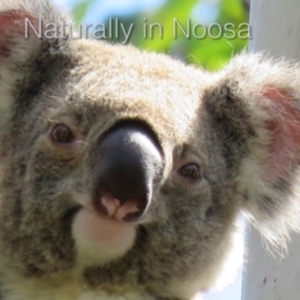 Phascolarctos cinereus at Tewantin, QLD - 10 Mar 2019 11:44 AM