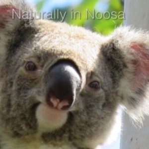 Phascolarctos cinereus at Tewantin, QLD - 10 Mar 2019