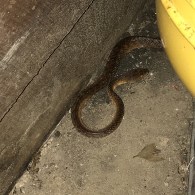 Boiga irregularis (Brown Tree Snake) at Doonan, QLD - 26 Nov 2018 by JBudgie