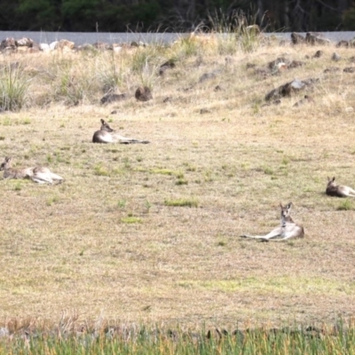 Macropus giganteus (Eastern Grey Kangaroo) at Mogo, NSW - 6 Jul 2019 by jb2602