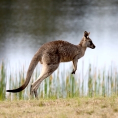 Macropus giganteus at Mogo, NSW - 6 Jul 2019 12:29 PM