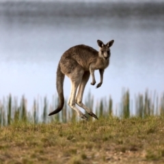 Macropus giganteus at Mogo, NSW - 6 Jul 2019