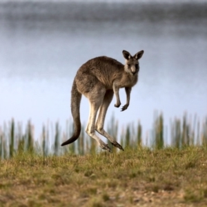 Macropus giganteus at Mogo, NSW - 6 Jul 2019 12:29 PM