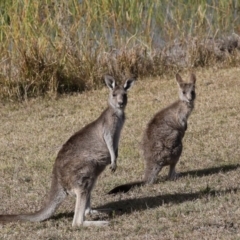 Macropus giganteus at Mogo, NSW - 6 Jul 2019