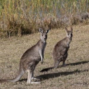 Macropus giganteus at Mogo, NSW - 6 Jul 2019