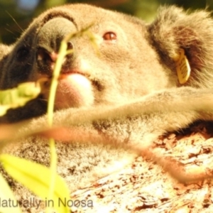 Phascolarctos cinereus at Noosa Heads, QLD - 13 Jul 2019