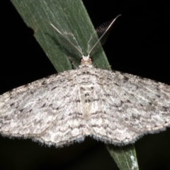 Phelotis cognata (Long-fringed Bark Moth) at Rosedale, NSW - 9 Jul 2019 by jbromilow50