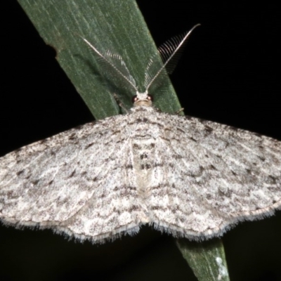 Phelotis cognata (Long-fringed Bark Moth) at Rosedale, NSW - 9 Jul 2019 by jb2602