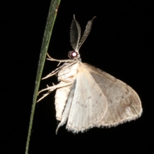 Phelotis cognata at Rosedale, NSW - 9 Jul 2019