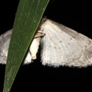 Phelotis cognata at Rosedale, NSW - 9 Jul 2019
