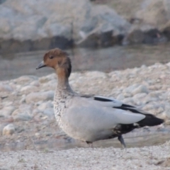 Chenonetta jubata (Australian Wood Duck) at Gigerline Nature Reserve - 10 Feb 2014 by michaelb