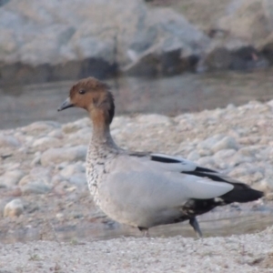 Chenonetta jubata at Gigerline Nature Reserve - 10 Feb 2014 07:37 PM