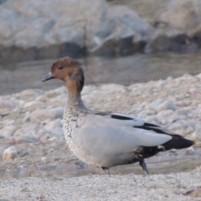 Chenonetta jubata (Australian Wood Duck) at Gigerline Nature Reserve - 10 Feb 2014 by MichaelBedingfield