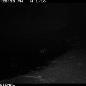 Phascolarctos cinereus at Canyonleigh - suppressed