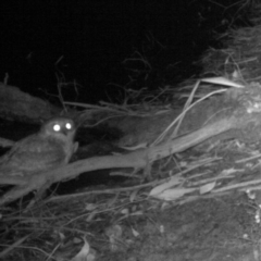 Ninox boobook (Southern Boobook) at Wingecarribee Local Government Area - 19 Jul 2019 by Margot