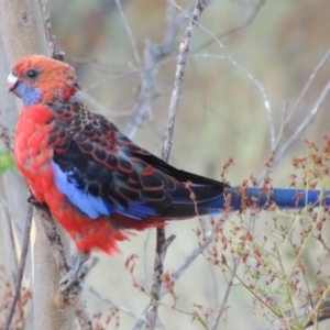 Platycercus elegans at Point Hut to Tharwa - 11 Feb 2014