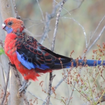 Platycercus elegans (Crimson Rosella) at Point Hut to Tharwa - 11 Feb 2014 by MichaelBedingfield