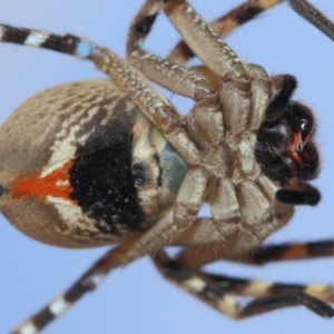 Neosparassus calligaster at Evatt, ACT - 19 Nov 2017