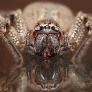 Neosparassus calligaster at Evatt, ACT - 19 Nov 2017