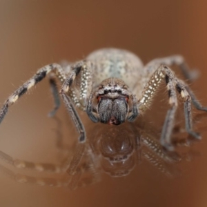 Neosparassus calligaster at Evatt, ACT - 19 Nov 2017