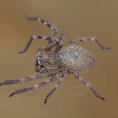 Neosparassus calligaster at Evatt, ACT - 19 Nov 2017