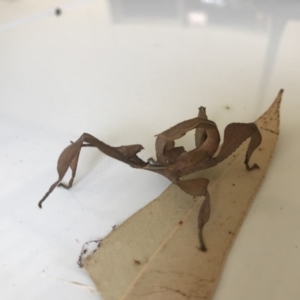 Extatosoma tiaratum at Doonan, QLD - 3 Nov 2018