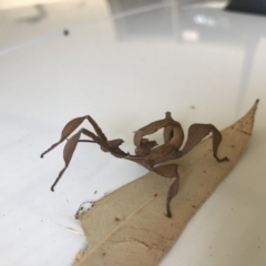 Extatosoma tiaratum at Doonan, QLD - 3 Nov 2018 07:49 AM