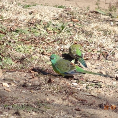 Psephotus haematonotus (Red-rumped Parrot) at Hughes, ACT - 22 Jul 2019 by TomT