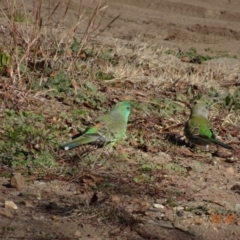 Psephotus haematonotus at Hughes, ACT - 22 Jul 2019