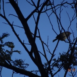 Acanthiza pusilla at Red Hill Nature Reserve - 22 Jul 2019 11:25 AM