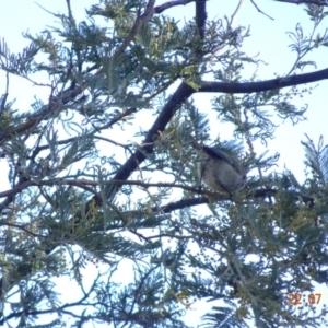 Acanthiza pusilla at Red Hill Nature Reserve - 22 Jul 2019 11:25 AM