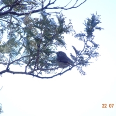 Acanthiza pusilla at Red Hill Nature Reserve - 22 Jul 2019 11:25 AM