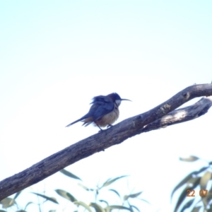 Acanthorhynchus tenuirostris at Red Hill Nature Reserve - 22 Jul 2019