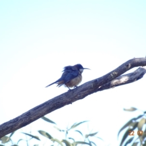 Acanthorhynchus tenuirostris at Red Hill Nature Reserve - 22 Jul 2019 11:24 AM